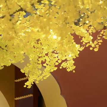 🍁주총 공원, 자금성보다 아름다운 은행나무 벽담 🍁주총 공원, 자금성보다 아름다운 은행나무 벽담