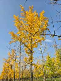 一秒穿越漢宮賞秋景