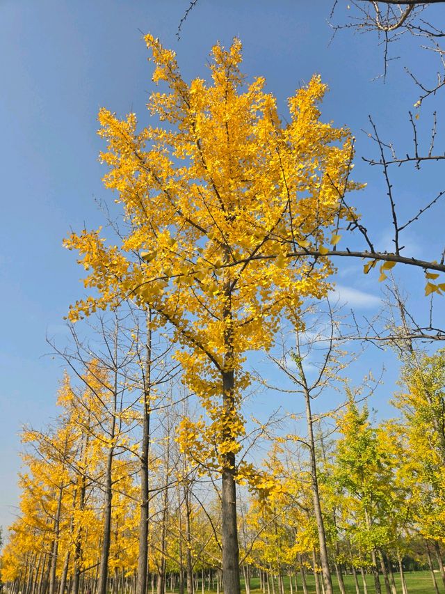一秒穿越漢宮賞秋景 一秒穿越漢宮賞秋景
