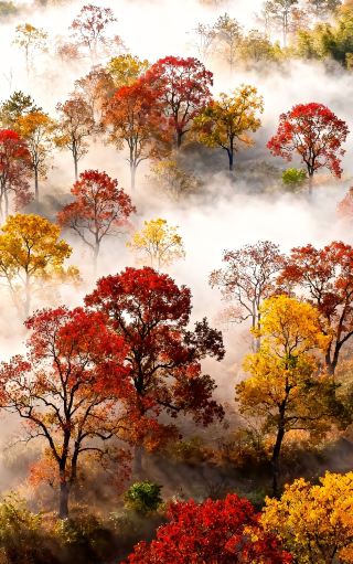 湖北大悟賞紅葉攻略 | 夢幻秋色美到窒息！