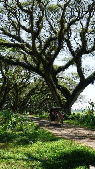 Hutan Dunia Gaib Indonesia Da Djawatan Forest（Rute）
