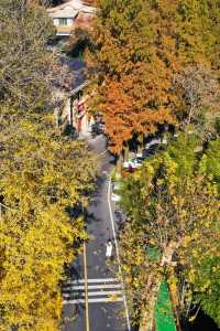 楓情莫干,醉美深秋