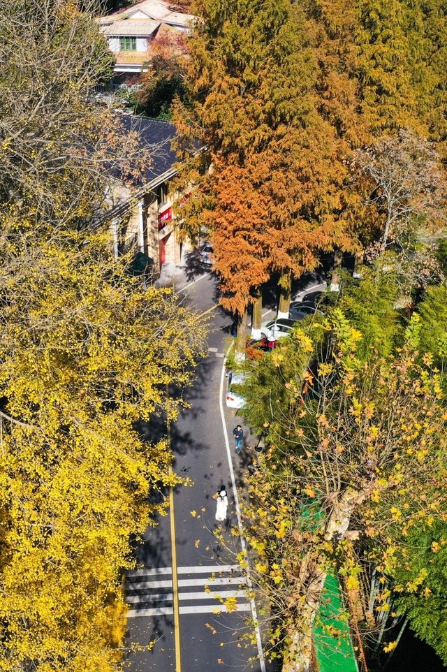 楓情莫干,醉美深秋 楓情莫干,醉美深秋