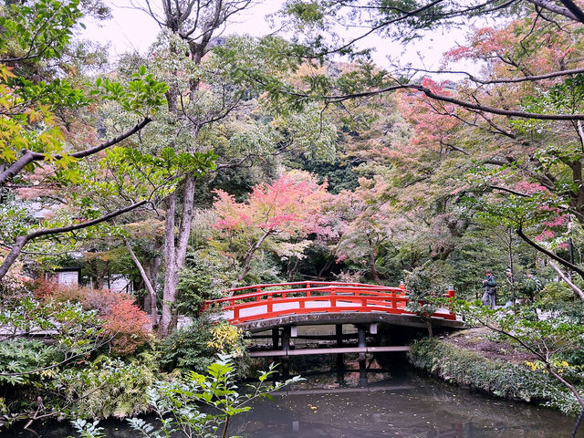 鶴岡八幡宮｜鎌倉最具代表性的神社散步路線 ⛩️🍁