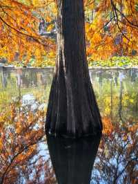 秋冬的燕雀湖美炸了～