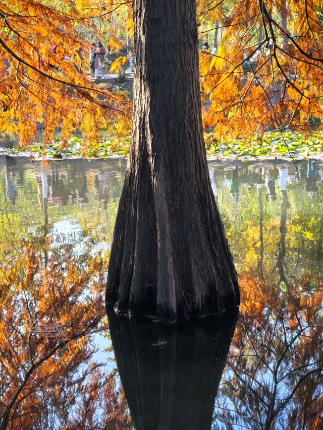 秋冬的燕雀湖美炸了～