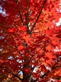 霜染鍋盔楓似火，暖居枕葉醉秋光