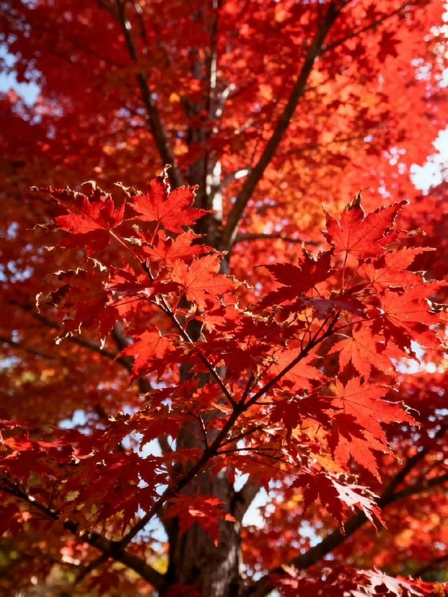 霜染鍋盔楓似火，暖居枕葉醉秋光