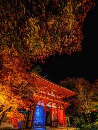 爆美！！！奈良室生寺紅葉燈光展·小眾秘境打卡指南