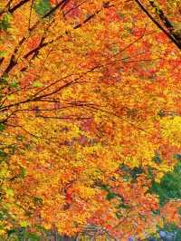 上海的秋日藝術巡禮