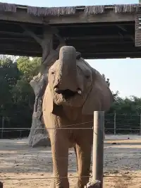 Lk|上野動物園
