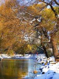 北方限定浪漫!瀋陽的雪景封神了
