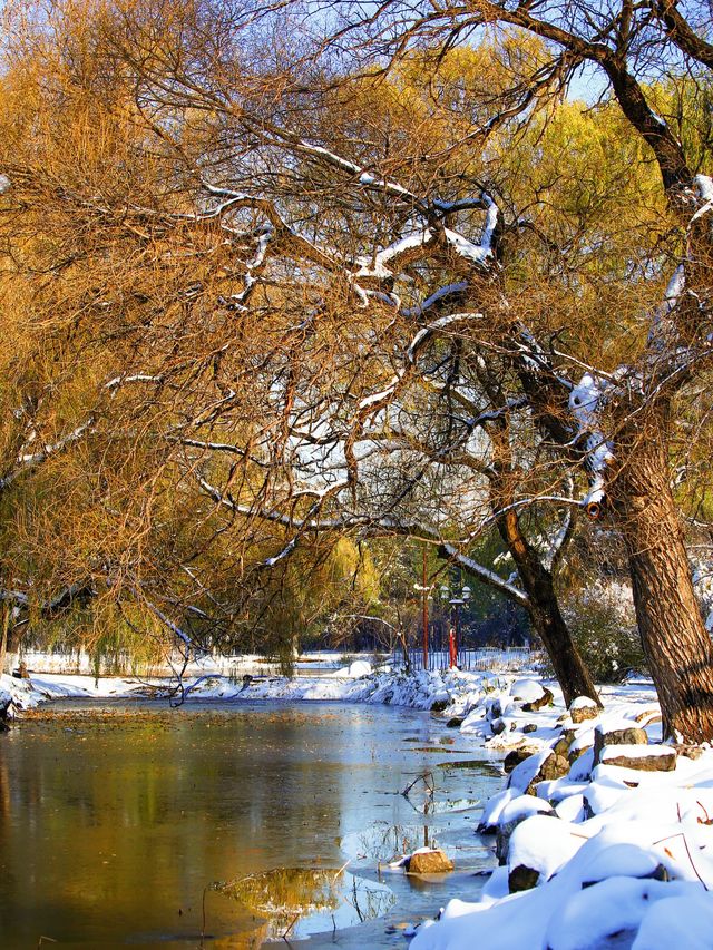 北方限定浪漫!瀋陽的雪景封神了 北方限定浪漫!瀋陽的雪景封神了