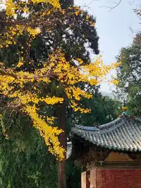 我宣佈,這是我河南最中意的小木頭房子