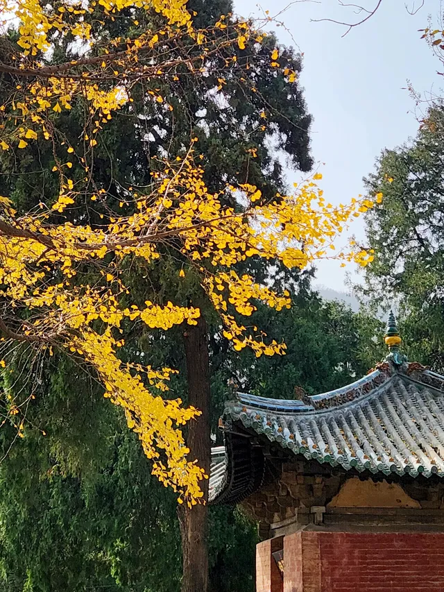 我宣佈,這是我河南最中意的小木頭房子 我宣佈,這是我河南最中意的小木頭房子