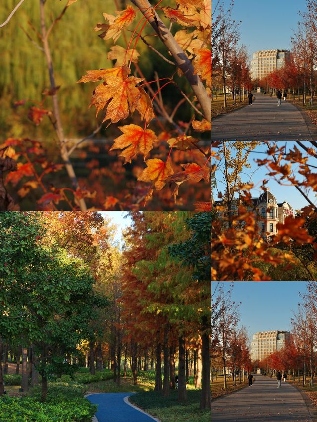 蘇州河畔超全秋日打卡攻略隨手拍都是電影感! 蘇州河畔超全秋日打卡攻略隨手拍都是電影感!