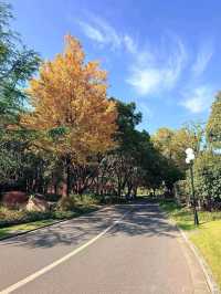 別擠瑞金!東郊賓館藏秋日秘境 免費好拍人超少