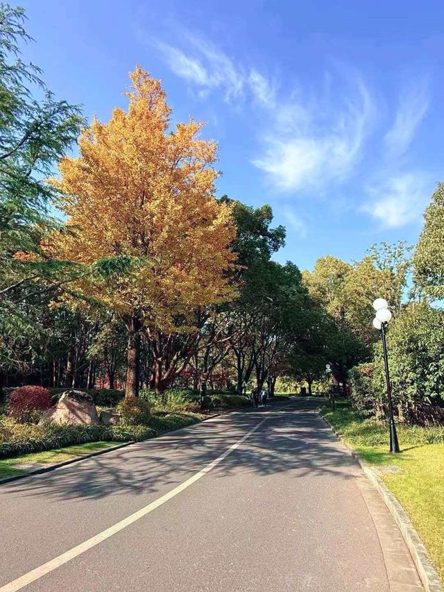 別擠瑞金!東郊賓館藏秋日秘境 免費好拍人超少 別擠瑞金!東郊賓館藏秋日秘境 免費好拍人超少
