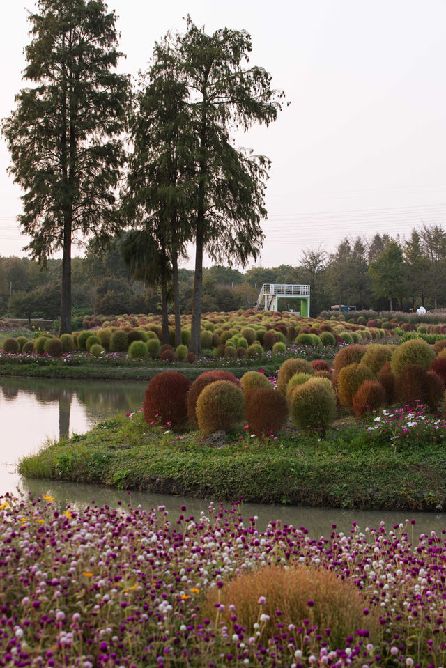 魔都不可錯過的深秋聖地！地膚草海美到窒息