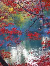 花港觀魚確實美得超出!附賞楓攻略