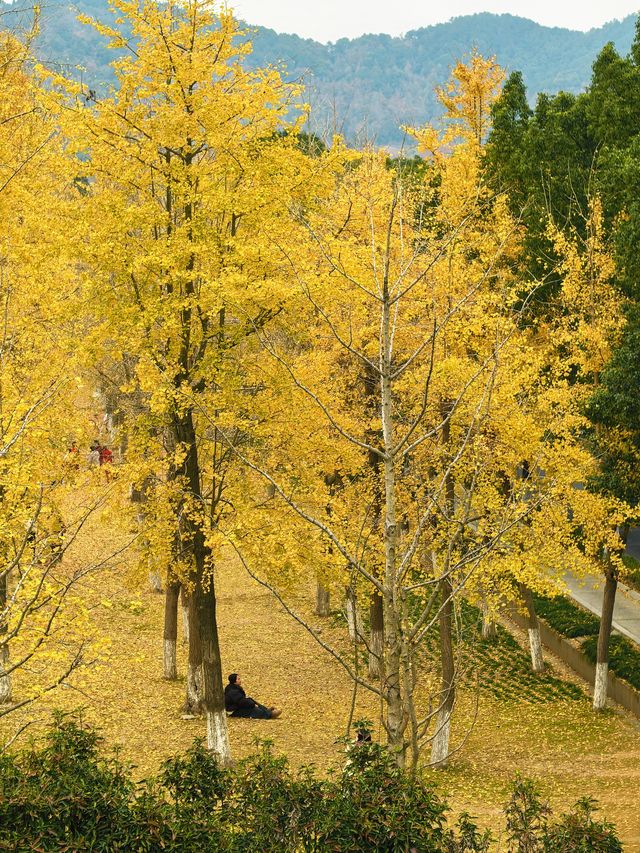 行者遊記|寧波黃金大道東錢湖Zui上鏡銀杏林 行者遊記|寧波黃金大道東錢湖Zui上鏡銀杏林