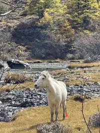 稻城亞丁的秋天，是上帝打翻的調色盤！