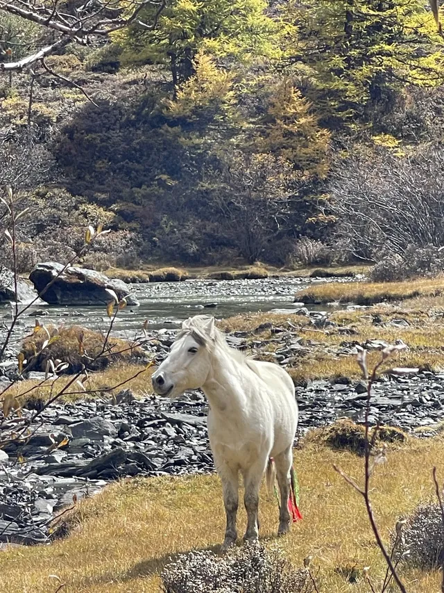 稻城亞丁的秋天，是上帝打翻的調色盤！