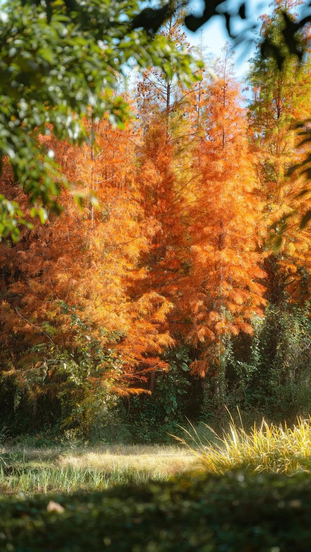 冬日邂逅西昌小漁村紅杉林：把邛海的溫柔揉進紅杉的焦糖色裡