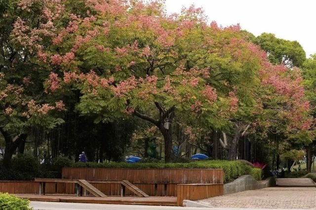 園博秋韻染芳華:欒紅杏黃藏雅趣,暖居伴景度清歡 園博秋韻染芳華:欒紅杏黃藏雅趣,暖居伴景度清歡