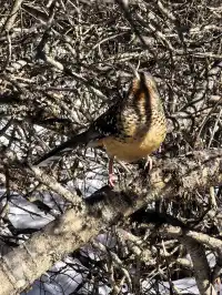 秋冬季黃龍景區徒步上下半日遊(阿壩松潘)