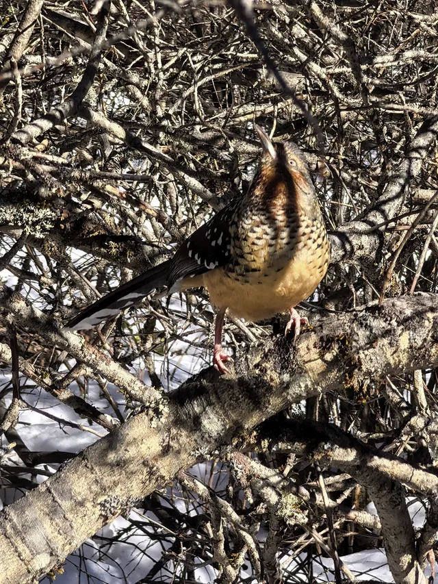 秋冬季黃龍景區徒步上下半日遊(阿壩松潘) 秋冬季黃龍景區徒步上下半日遊(阿壩松潘)