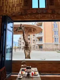 泉州我實現了和長頸鹿貼臉吃早餐