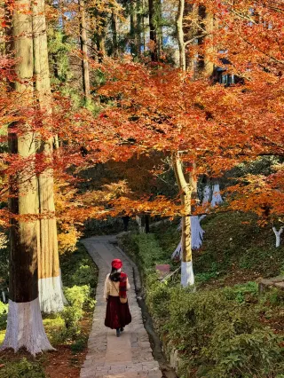 11.29 live update, the red maples in Mogan Mountain are going crazy!!!!!!!