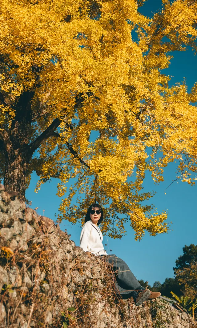溫州這個古村的百年銀杏已到最佳觀賞期~ 溫州這個古村的百年銀杏已到最佳觀賞期~