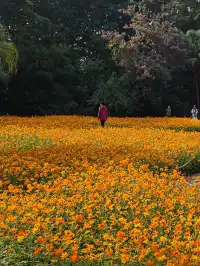 深圳羅湖市區浪漫黃色花海|東湖公園黃秋英