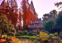 杉舞金虹·武漢植物園初冬畫冊