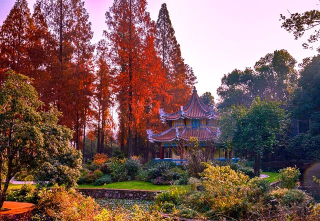 杉舞金虹·武漢植物園初冬畫冊 杉舞金虹·武漢植物園初冬畫冊