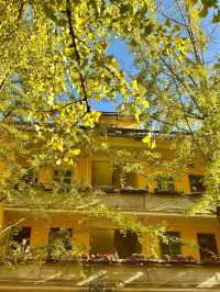 藏在廣東的「金色風暴眼」!銀杏迎來年度顏值巔峰!