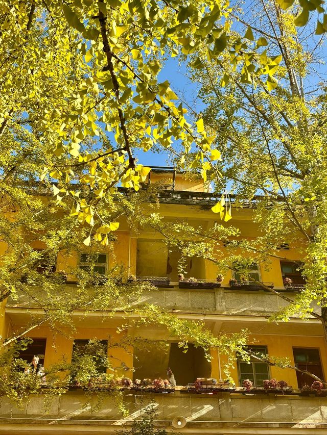 藏在廣東的「金色風暴眼」!銀杏迎來年度顏值巔峰! 藏在廣東的「金色風暴眼」!銀杏迎來年度顏值巔峰!