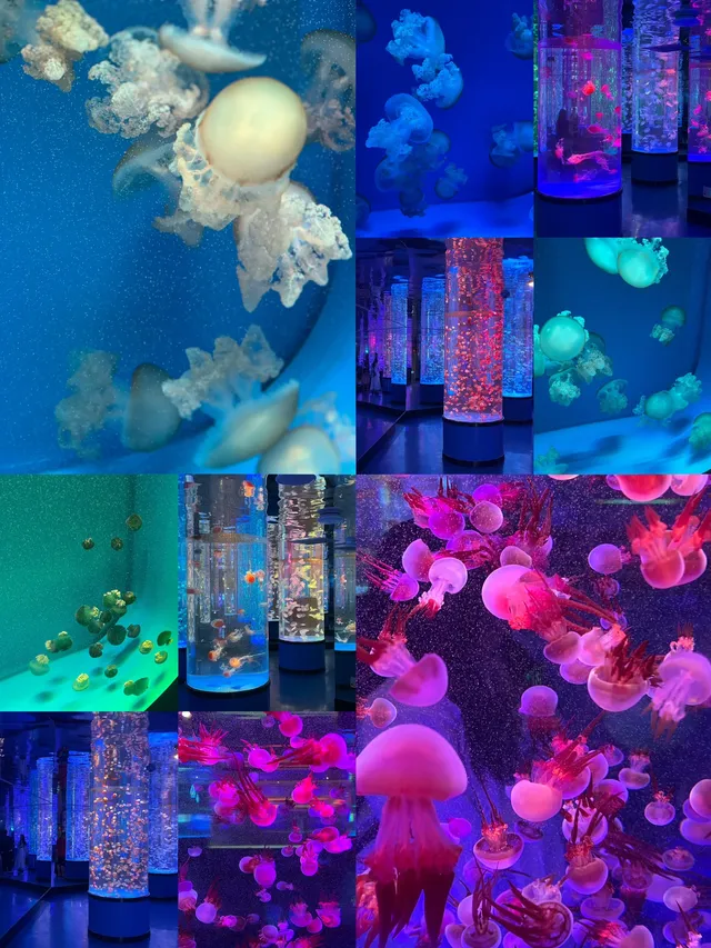 沉浸式墜入深海星穹，治癒與出片雙滿分～