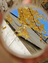 清吟街|想看看你們拍的銀杏