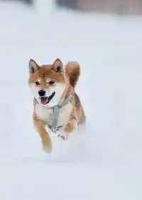 人,下雪天世界就變成了童話