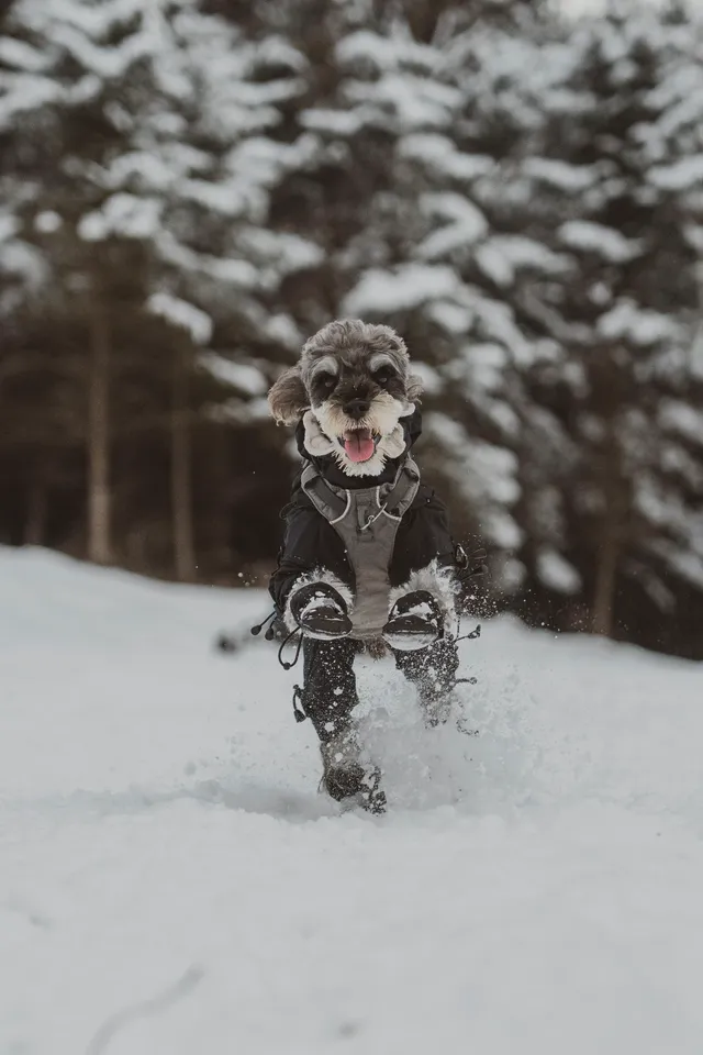 人,下雪天世界就變成了童話 人,下雪天世界就變成了童話
