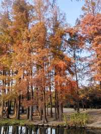 共青華明橋|水杉紅透秋意濃