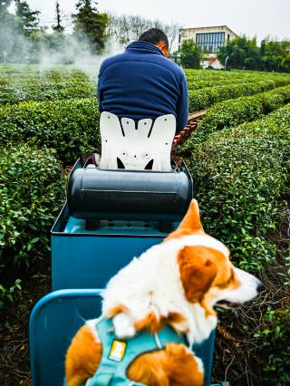 Evaluation of 50 Pet-Friendly Hotels (38) - The Stunning Huajiantang by Lanhu Lake