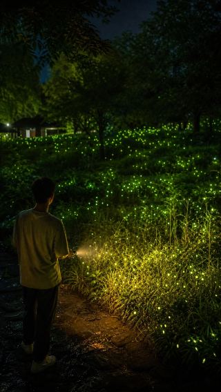 Venture into the tropical rainforest at 21° North Latitude! Xishuangbanna Family Trip: Rainforest Trekking + Night Firefly Exploration