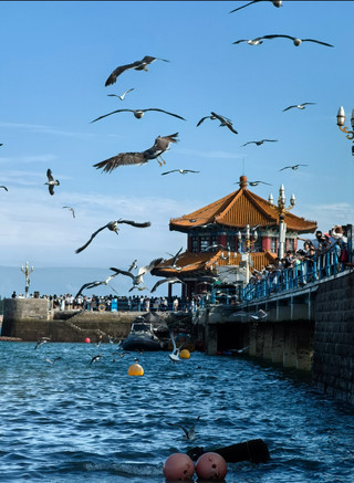 青島棧橋：長虹遠引，與海鷗共舞的百年浪漫