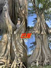 巴厘島千年古樹｜700歲的Bayan