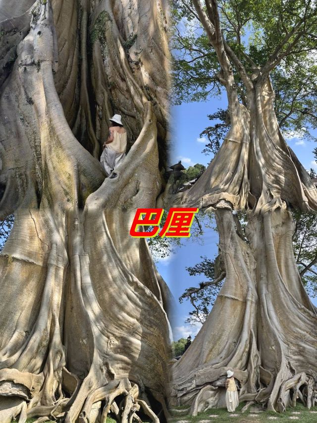 巴厘島千年古樹｜700歲的Bayan