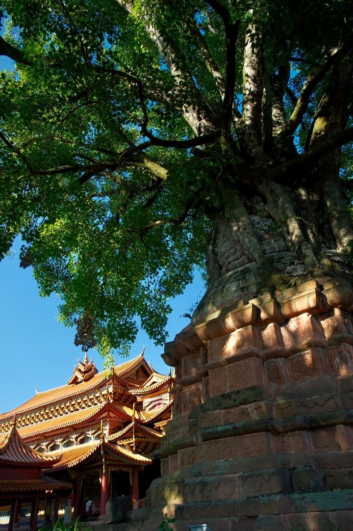 Pu'er Jinggu | A hidden gem in southern Yunnan, a two-day leisurely stroll is incredibly therapeutic.